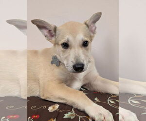 Mutt Dogs for adoption in Holly Springs, NC, USA