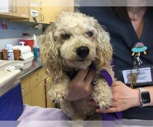 Poodle (Miniature) Dogs for adoption in Riverside, CA, USA