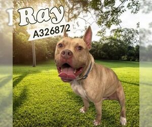 American Pit Bull Terrier Dogs for adoption in St. Cloud, FL, USA