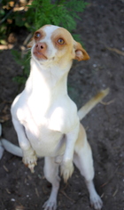 Chihuahua Dogs for adoption in New Smyrna Beach, FL, USA