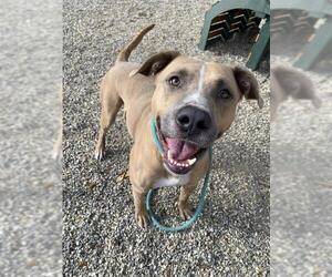 American Pit Bull Terrier Dogs for adoption in Palmetto, FL, USA