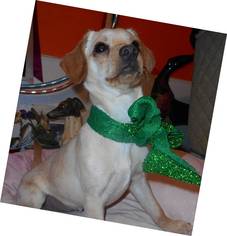 Dachshund Dogs for adoption in Yucaipa, CA, USA
