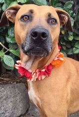 Boxador Dogs for adoption in Kailua Kona , HI, USA