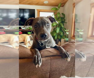 Medium Photo #6 American Pit Bull Terrier Puppy For Sale in Duluth, MN, USA