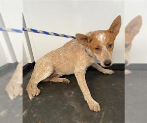 Texas Heeler-Unknown Mix Dogs for adoption in Bakersfield, CA, USA