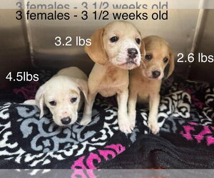 Labbe Dogs for adoption in Palatine/Kildeer/Buffalo grove, IL, USA