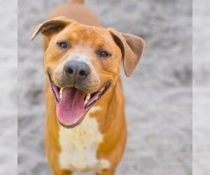 American Bulldog Dogs for adoption in Gainesville, FL, USA
