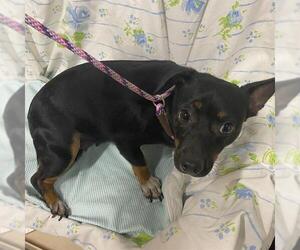 Dachshund-Unknown Mix Dogs for adoption in Modesto, CA, USA