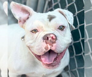 American Bulldog-Unknown Mix Dogs for adoption in Jefferson, WI, USA