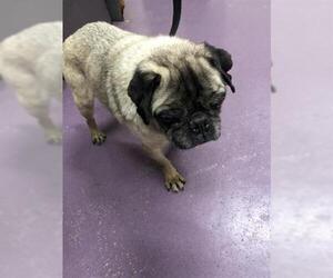 Pug Dogs for adoption in Long Beach, CA, USA