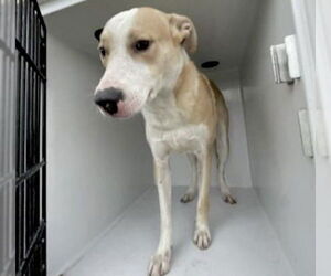 American Pit Bull Terrier-Labrador Retriever Mix Dogs for adoption in Houston, TX, USA