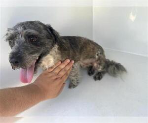 Miniature Schnauzer-Unknown Mix Dogs for adoption in Houston, TX, USA