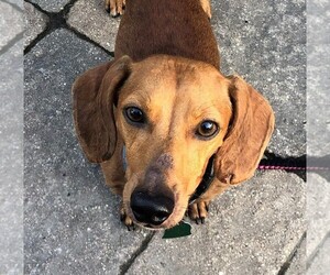 Dachshund Dogs for adoption in Wheaton, IL, USA