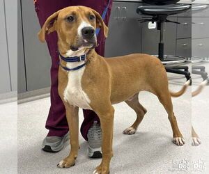 Labrador Retriever-Unknown Mix Dogs for adoption in Washington, DC, USA