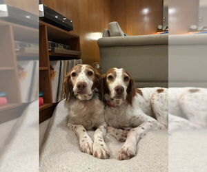 Brittany Dogs for adoption in Curwensville, PA, USA