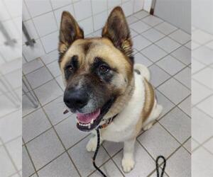 Akita Dogs for adoption in Canfield, OH, USA