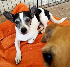 Jack Russell Terrier Dogs for adoption in Gainesville, FL, USA
