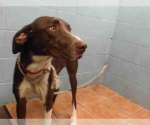 German Shorthaired Pointer Dogs for adoption in Downey, CA, USA
