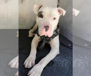 American Staffordshire Terrier-Unknown Mix Dogs for adoption in San Antonio, TX, USA