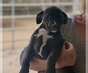 Labrador Retriever-Unknown Mix Dogs for adoption in Dana Point, CA, USA