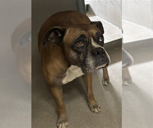 Boxer Dogs for adoption in San Bernardino, CA, USA