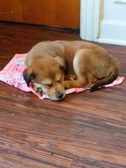 Medium Photo #1 Labrador Retriever-Unknown Mix Puppy For Sale in Plainfield, IL, USA