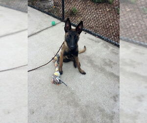 Mutt Dogs for adoption in Imlay City, MI, USA