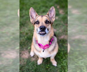 German Shepherd Dog-Pembroke Welsh Corgi Mix Dogs for adoption in Gloversville, NY, USA
