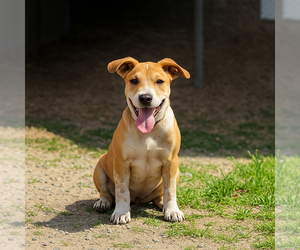 Mutt Dogs for adoption in Boston, MA, USA