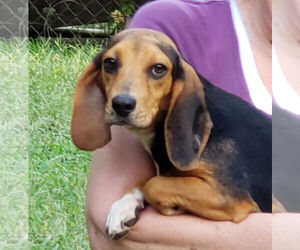 Beagle Dogs for adoption in Rock Hill, SC, USA