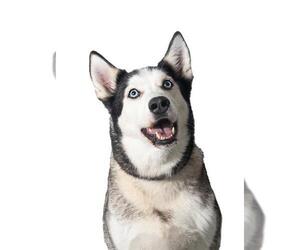 Siberian Husky Dogs for adoption in Vaughan, Ontario, Canada