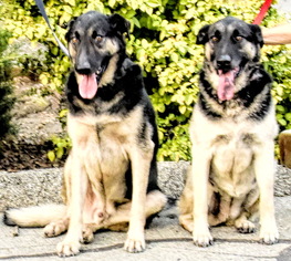 German Shepherd Dog Dogs for adoption in Tehachapi, CA, USA