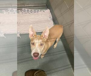 Siberian Husky-Unknown Mix Dogs for adoption in Baytown, TX, USA