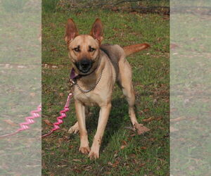 German Shepherd Dog-Unknown Mix Dogs for adoption in Attalka, AL, USA