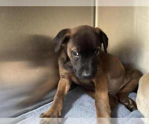 Labrador Retriever Dogs for adoption in Pasadena, CA, USA