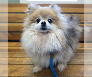 Pomeranian Dogs for adoption in Long Beach, CA, USA