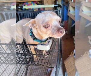 Chihuahua-Unknown Mix Dogs for adoption in Grafton, WI, USA