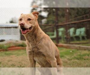 Carolina Dog Dogs for adoption in Grovetown, GA, USA
