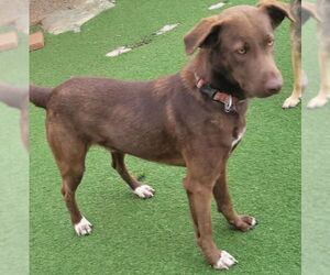 Labrador Retriever Dogs for adoption in Carrollton, TX, USA