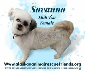 Shih Tzu-Unknown Mix Dogs for adoption in Anchorage, AK, USA