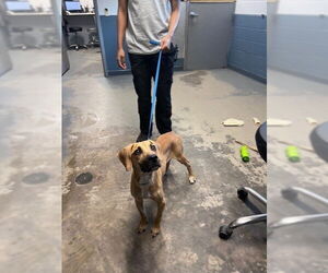 English Foxhound-Unknown Mix Dogs for adoption in Tallahassee, FL, USA