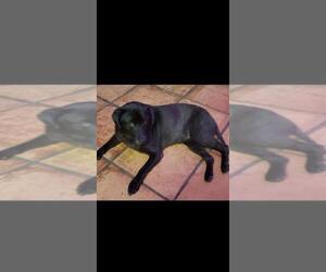 Labrador Retriever Dogs for adoption in Sebring, FL, USA