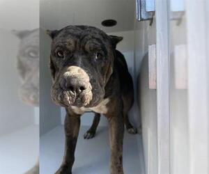 Bullypit Dogs for adoption in Houston, TX, USA