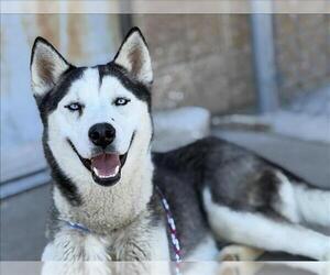 Siberian Husky-Unknown Mix Dogs for adoption in Tulsa, OK, USA