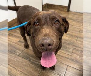 Labrador Retriever-Unknown Mix Dogs for adoption in San Diego, CA, USA