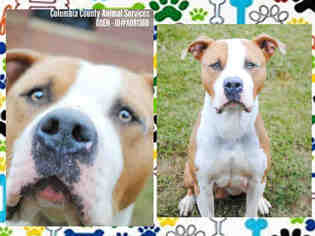 Staffordshire Bull Terrier Dogs for adoption in Grovetown, GA, USA