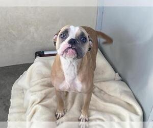 Boxer-Unknown Mix Dogs for adoption in Orange, CA, USA