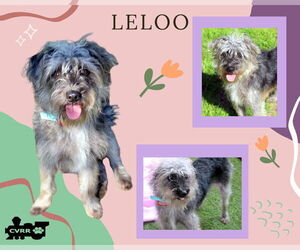 Mutt Dogs for adoption in Lindsay, CA, USA