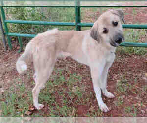 Anatolian Shepherd Dogs for adoption in Oklahoma City, OK, USA