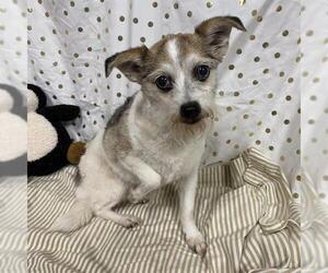 Chihuahua-Unknown Mix Dogs for adoption in Modesto, CA, USA